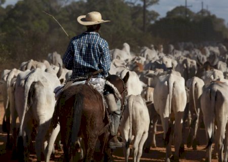 Frigoríficos derrubam arroba apoiados na oferta do boi gordo; E agora?
