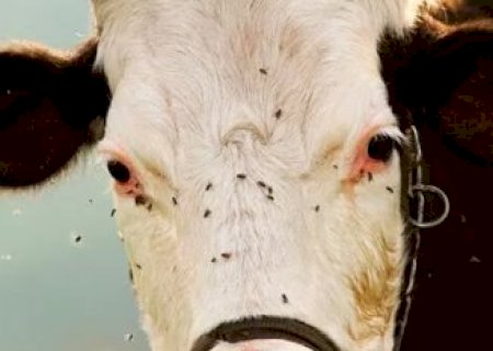 Como proteger o rebanho bovino da mosca-dos-chifres?