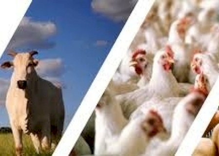 Produção de carne bovina aumenta; de suína e frango recua