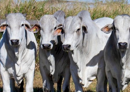 Boi gordo tem estabilização de preços; Veja análise do cenário