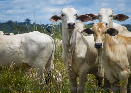 Fertilidade do solo é a chave para uma pecuária produtiva