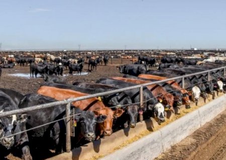 Preços da arroba do boi gordo nos EUA estão na ‘estratosfera’