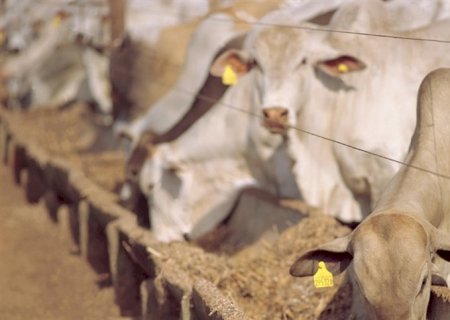 Brasil deve confinar 7,379 milhões de bovinos em 2024