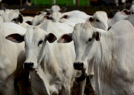 Boi gordo tem alta e traz esperança para produtores; Veja cenário