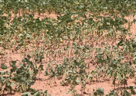 Especialistas discutem melhorias na gestão de risco climático na agricultura