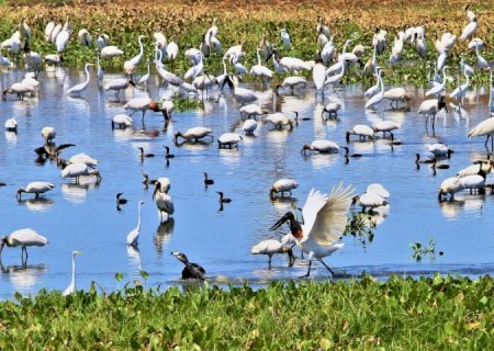 ONGs destacam parceria com o Governo de MS no trabalho conjunto contra incêndios no Pantanal