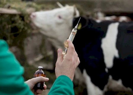 Manejo de vermifugação em bovinos pode reduzir prejuízos de parasitas gastrointestinais