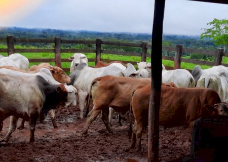 Boi gordo: cenário e exportações devem trazer melhores preços em agosto