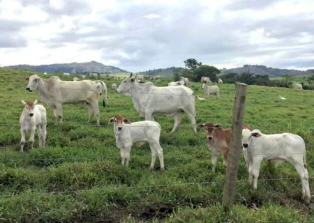 Preço do bezerro estabiliza e indica redução da oferta em MS