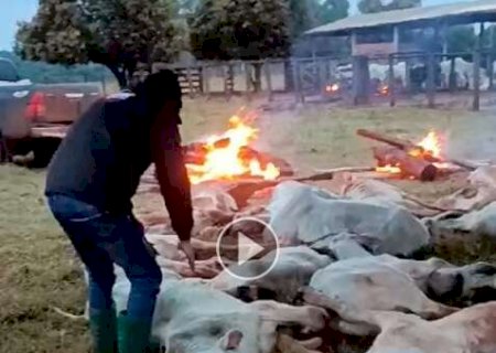 Funcionários de fazenda fazem fogueira para salvar gado do frio extremo