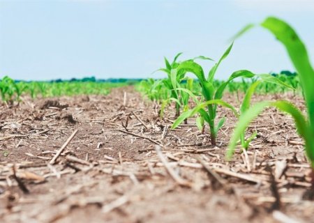 Produtor precisa produzir 142,44 sc/ha para cobrir custos