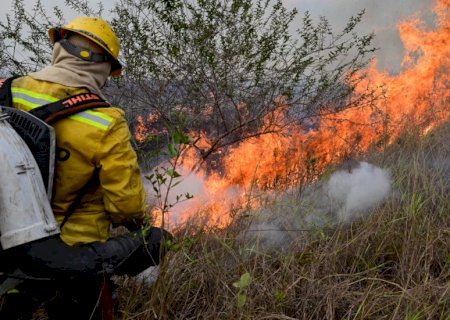 Com recorde de queimadas, Pantanal é esquecido em emendas parlamentares