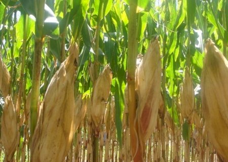 Mercado de grãos: soja cai e milho aumenta