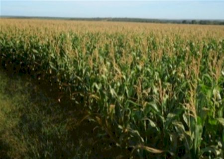 Agronegócio: Sustentabilidade e demanda