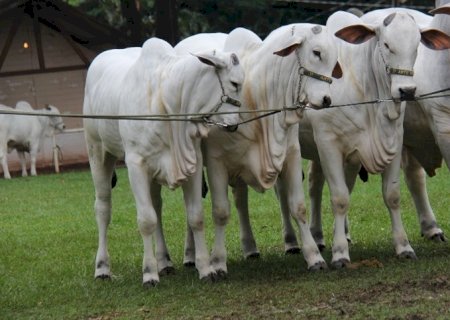 Bovinos: pecuaristas aguardando melhores preços no mercado