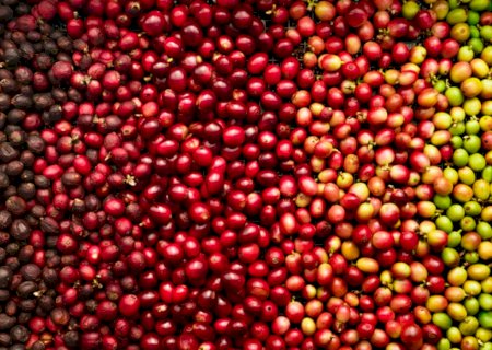 Exportações do agronegócio brasileiro batem recorde histórico em julho com US$ 15,44 bilhões