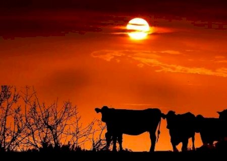 Temperaturas extremas e baixa umidade afetam a produtividade de bovinos