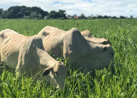 Confira os preços do boi gordo neste começo de agosto