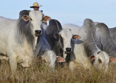 Boi gordo bate R$ 233/@, mas pecuarista deve ligar sinal vermelho