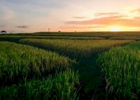Produção de cana pode cair 20% nos próximos 10 anos por mudanças climáticas