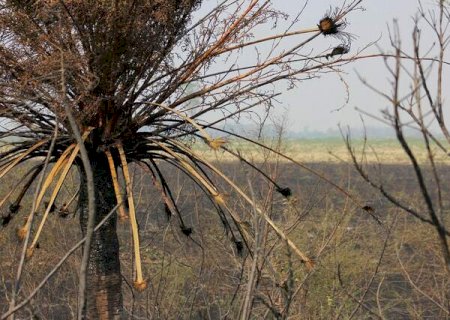 Mato Grosso do Sul enfrenta o pior período de seca em 40 anos