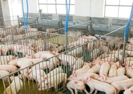 Governo destaca potencialidades para atrair novos empreendimentos de proteína animal para MS