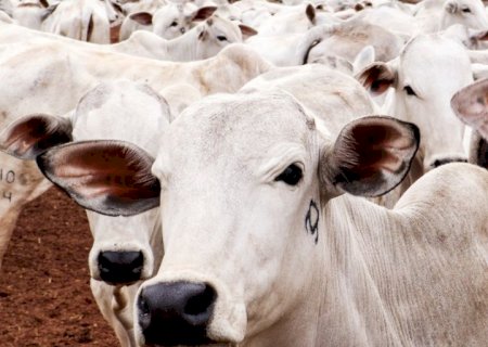 Brasil bate recorde ao exportar quase 900 mil toneladas de carne, diz Apex | Radar Econômico