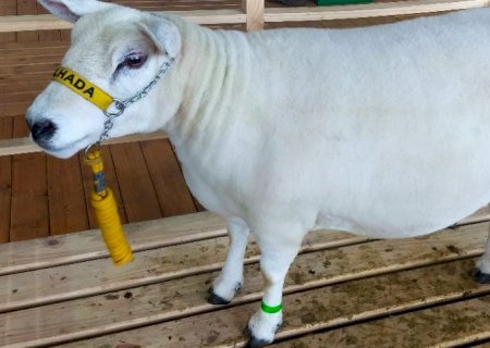 Chuvas regulares requerem cuidados especiais com a sanidade dos ovinos
