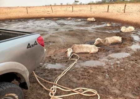 Com seca histórica, gados morrem atolados a procura de água no Pantanal