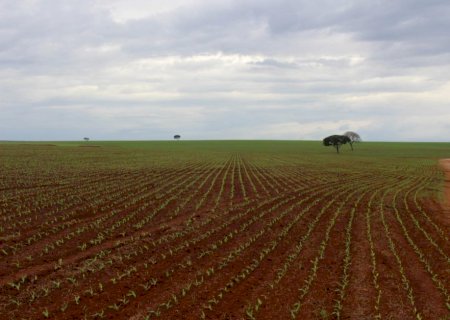 Plantio da soja não começou, mas colheita de milho, trigo e algodão avançam