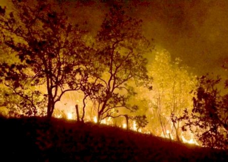 CNBB: Brasil está perdendo para o crime ambiental