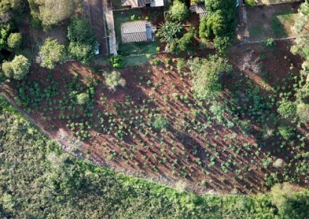 MS Verde e Sustentável: 1.450 mudas de árvores são plantadas pela Sanesul em reserva ambiental de Dourados