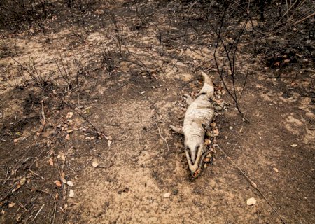 O Pantanal vai acabar? Entenda se mudanças climáticas podem secar o bioma