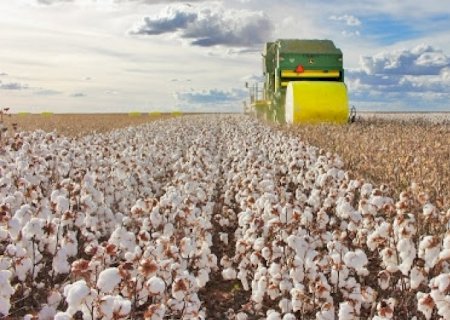 Algodão aposta em máquinas e insumos para elevar produtividade