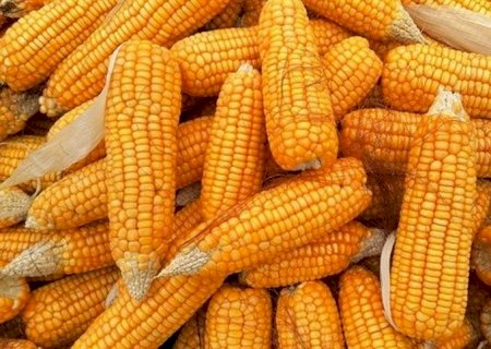IGC prevê produção e demanda recorde de grãos