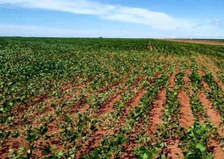 Solução biológica reduz impacto do estresse hídrico