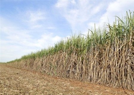 Descarbonização no setor sucroenergético