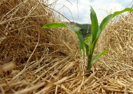 Como proteger a lavoura em tempos de seca