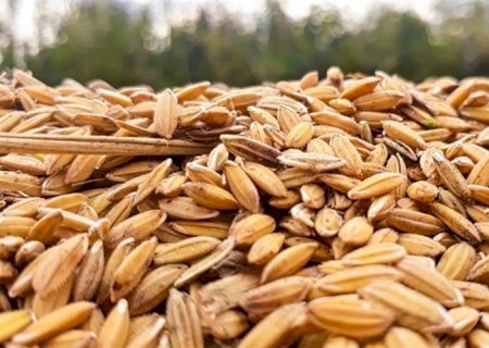 Exportações de arroz superam importações
