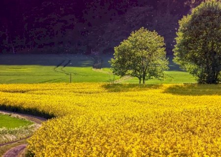 La Niña pode impactar a safra 2024/25