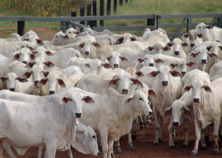 Pecuaristas devem atualizar cadastro do rebanho bovino em novembro
