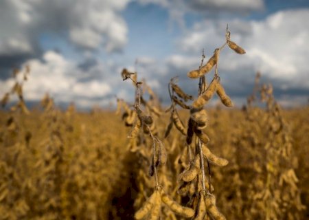 Agro brasileiro deve crescer 15,5% em área plantada até 2034