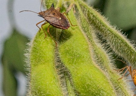 Bioinsumo com vespa parasitoide pode controlar percevejo da soja