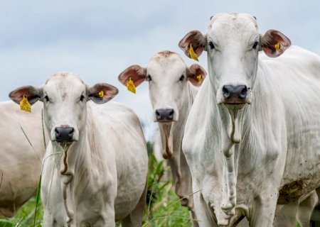 Brasil participa da Conferência Global de Pecuária Sustentável