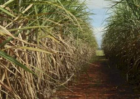 Seca extrema derruba produtividade de cana e usinas antecipam colheita
