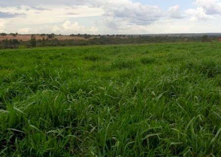 MS tem 4,7 milhões de hectares de pastagens degradadas que podem ser recuperadas, ampliando a produção