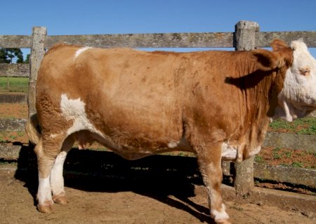 Projeto de lei que regulamenta produção de clones de animais é aprovado