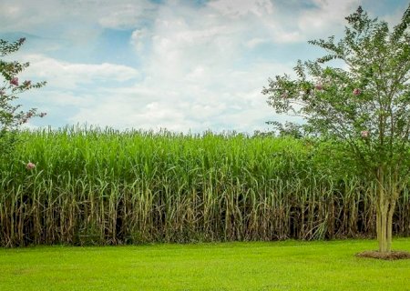 Clima e quebra de safra elevam cotações do açúcar