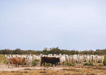Boas práticas de manejo alavancam pecuária do Pantanal