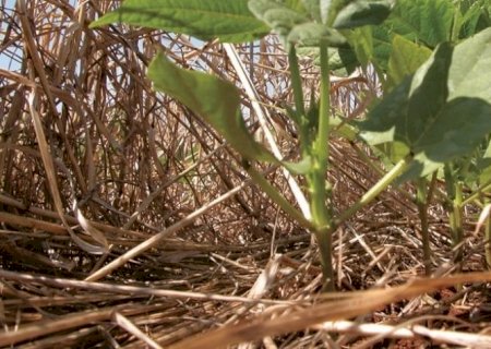 Sistema de plantio direto comemora 50 anos com 32 mi de ha semeados no País